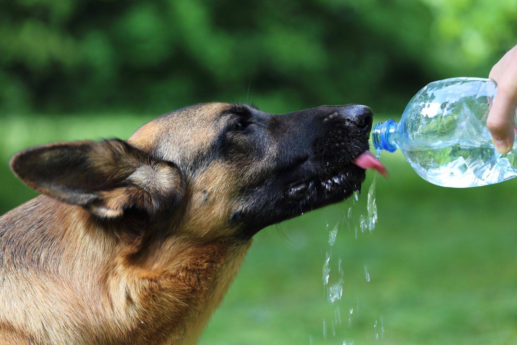 Собака не пьет воду: чем это может быть опасно? - животный мир - медиаплатформа миртесен