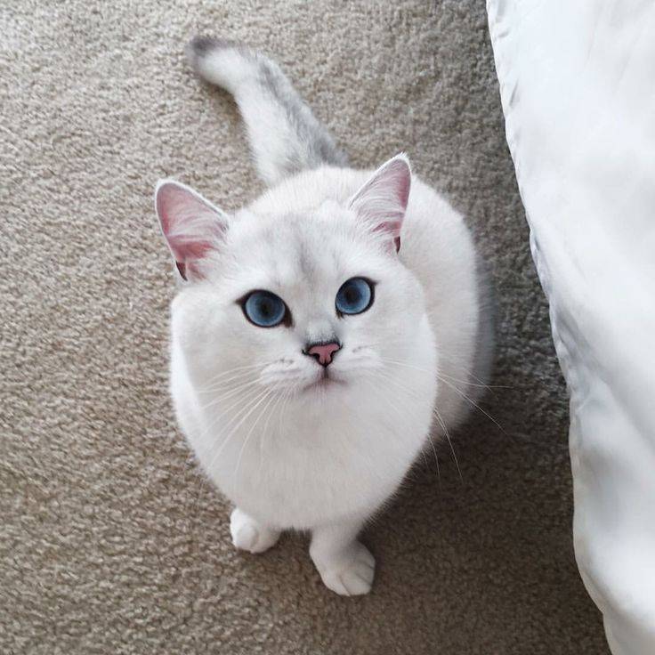 Белая кошка с голубыми глазами: название породы