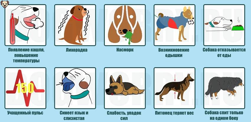 Что делать, если собака кашляет: причины, симптомы, лечение