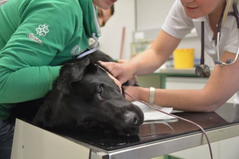 Пироплазмоз у собак: трудно переносится, легко лечится. главное – вовремя заметить!