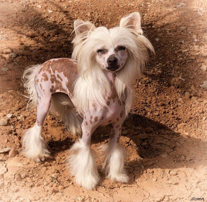 Миниатюрная и нежная собака-компаньон с оригинальным внешним видом — все о китайской хохлатой породе