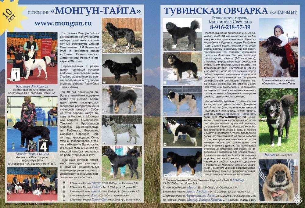 Южнорусская овчарка: фото, купить, видео, цена, содержание дома