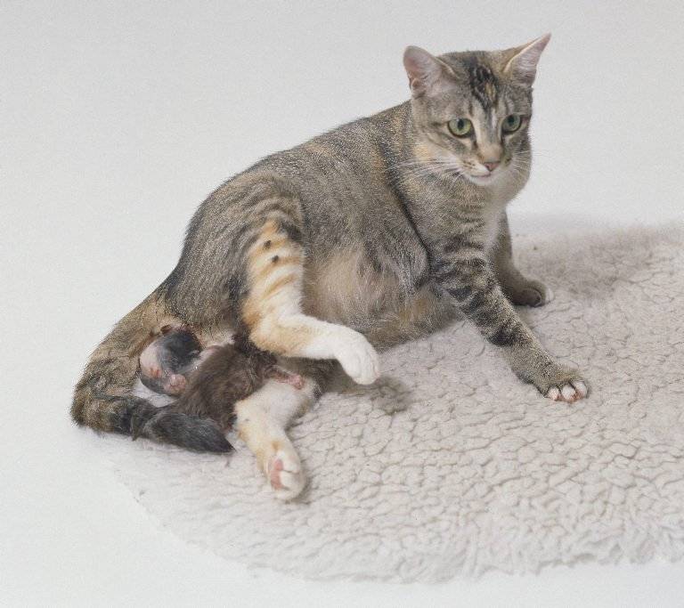 Кошка беременная первый раз. мяукающее потомство: когда кошка может забеременеть. беременность шотландских кошек - новая медицина