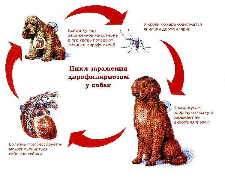 Дирофиляриоз у собак - симптомы, лечение, профилактика | евровет