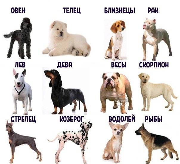 Год собаки 2018: какая порода вам подходит по знаку зодиака — обсуждение в группе "собаки" | птичка.ру