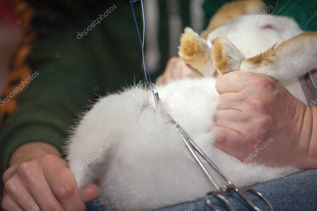 Анестезия кроликов. снижение риска анестезии и оборудование для анестезии кроликов в ветклинике в спб.