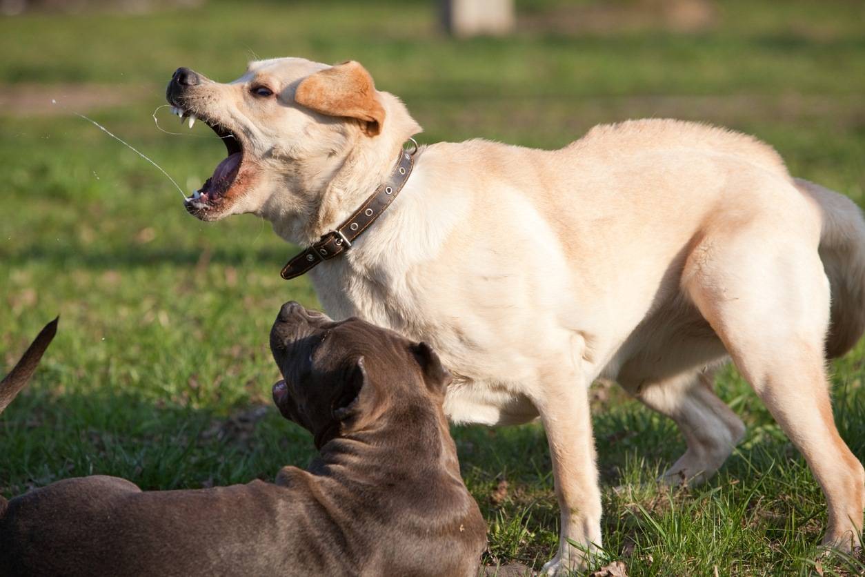 Почему собака бегает за своим хвостом? | блог ветклиники "беланта"