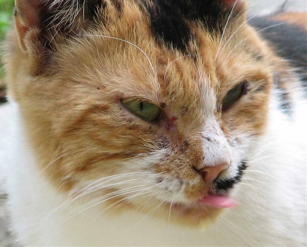 Какой должен быть нос у кошки: мокрый или сухой