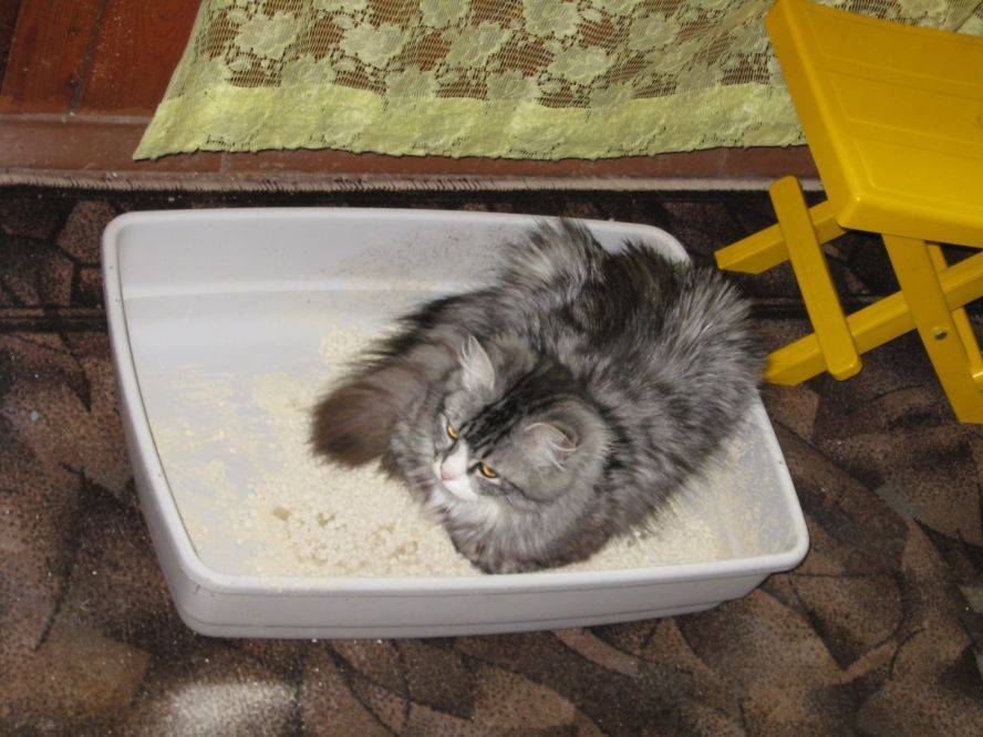 Кот не может сходить в туалет по-маленькому: причины, что делать и как помочь питомцу в домашних условиях