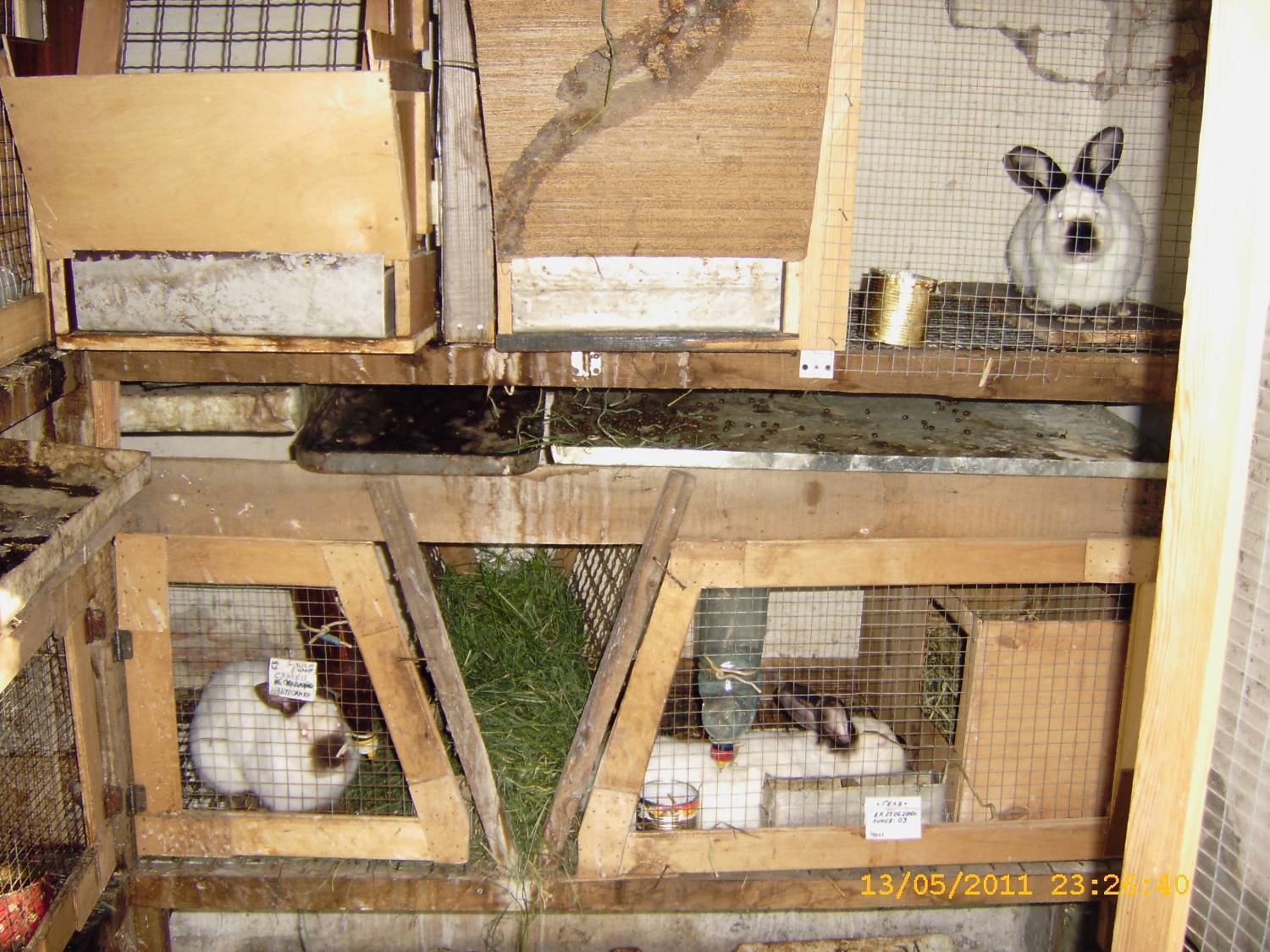 Кролик (53 фото): разведение в домашних условиях. правила ухода за маленькими кроликами дома для начинающих. как они выглядят?