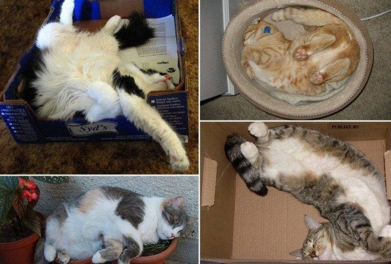 Сколько кошки спят в сутки и о чем говорит выбранное для сна место?