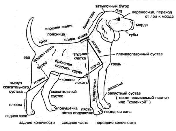 Экскурс в мир собачьей анатомии: «внутреннее устройство» четвероногих друзей