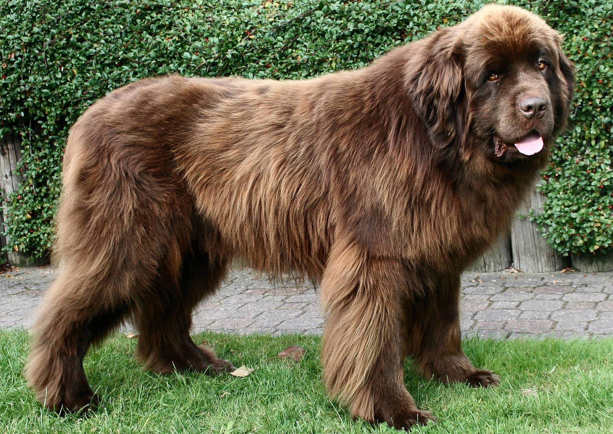 Самые большие породы собак в мире