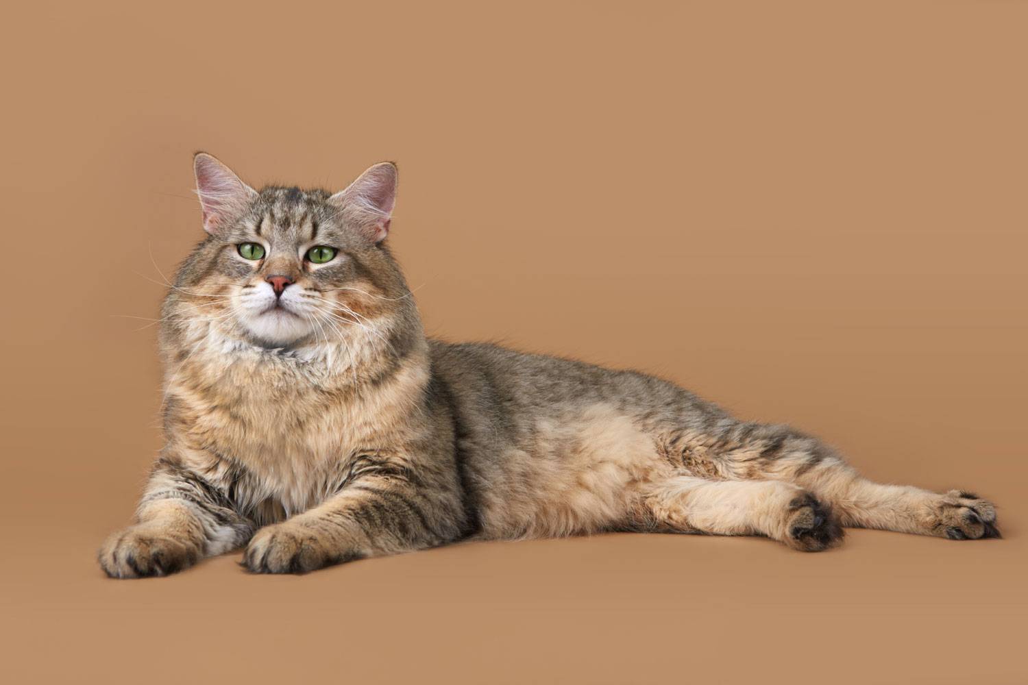Кошки породы пиксибоб: описание, стандарт, характер, где купить, цена