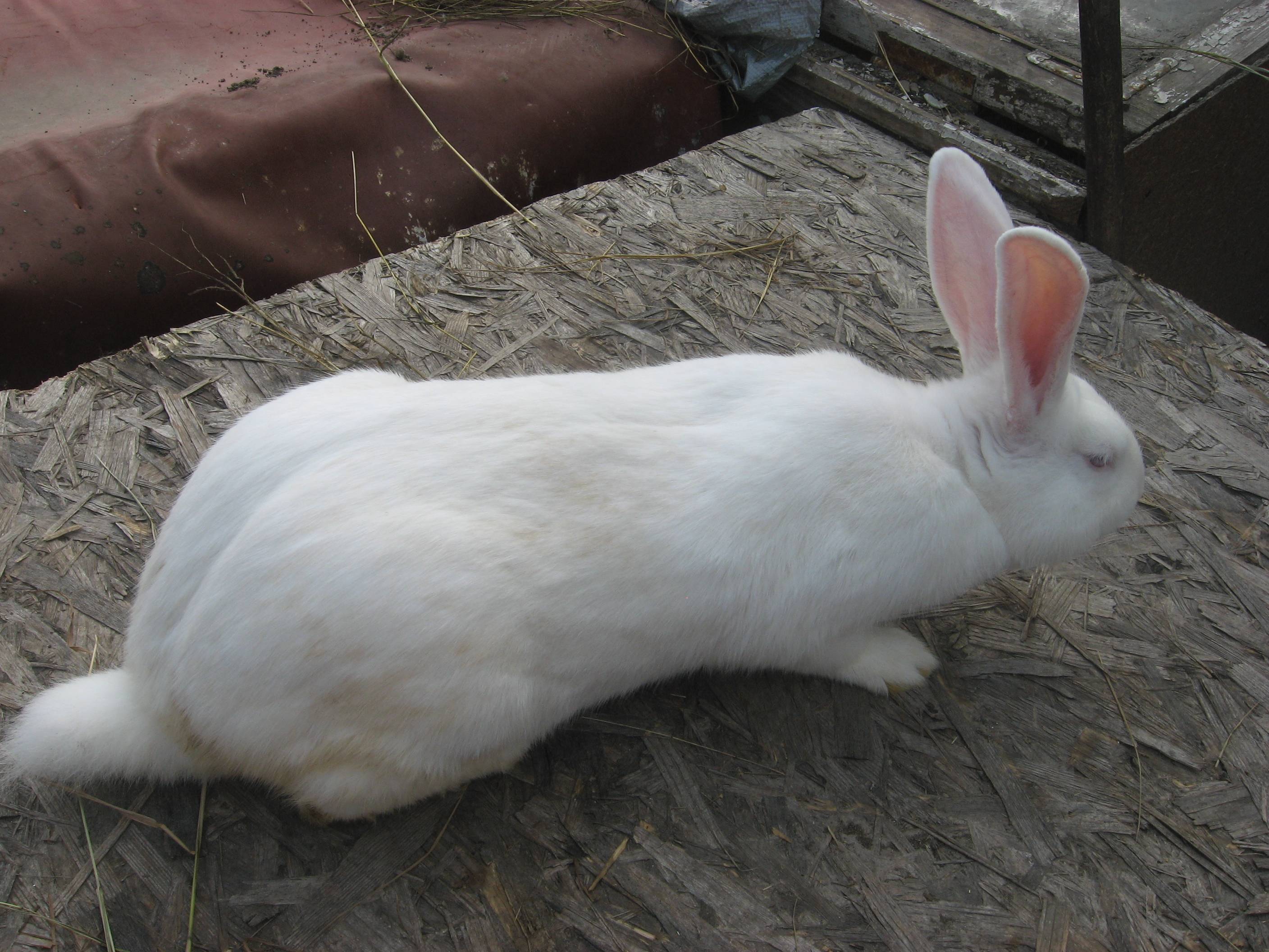 Кролик белый великан: описание породы, отзывы, фото