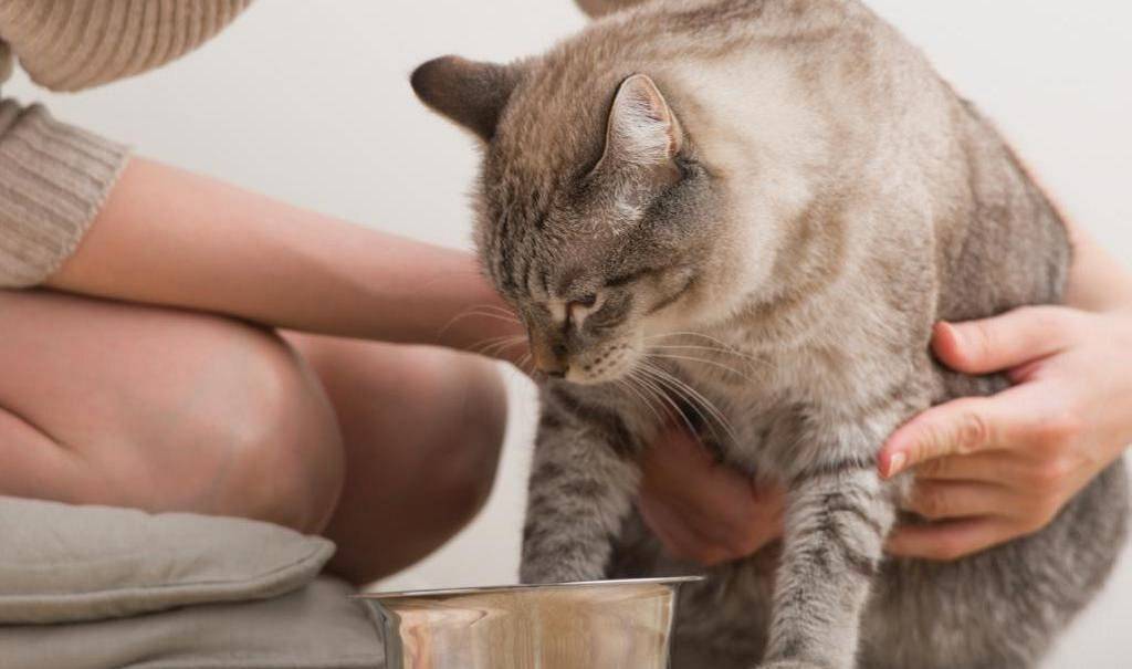 Из-за чего бывает рвота у кошки: причины, симптомы, лечение, первая помощь и профилактика – dr.hug