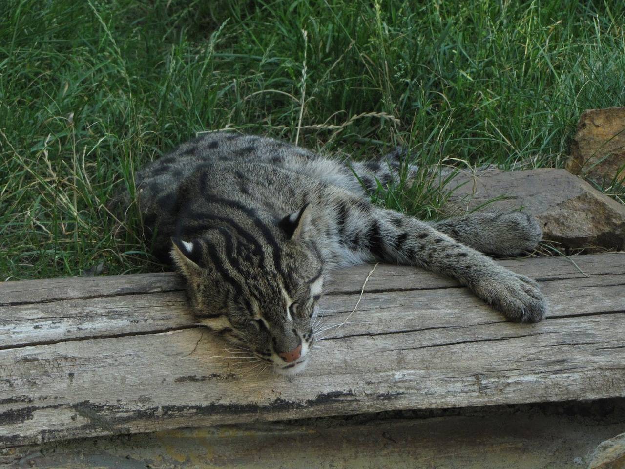 Виверровый кот-рыболов (крапчатая кошка): описание с фото и видео