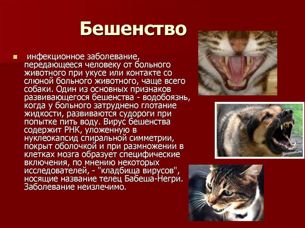 Бешенство у кошек: первые признаки и симптомы, заражение человека бешенством через укус больного животного