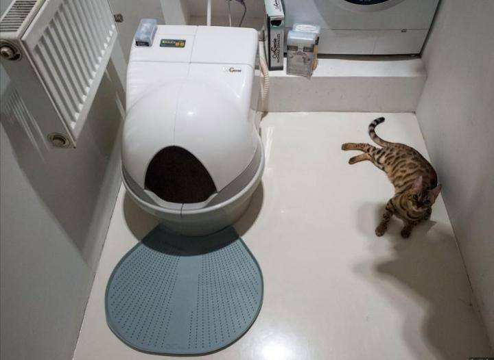 Какой туалет для кошек лучше?