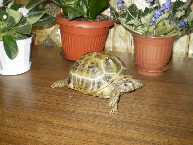 Чем в домашних условиях кормить сухопутную черепаху?