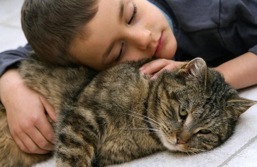 Любят ли кошки своих хозяев, чувствуют ли любовь хозяина, помнят ли его после долгой разлуки?