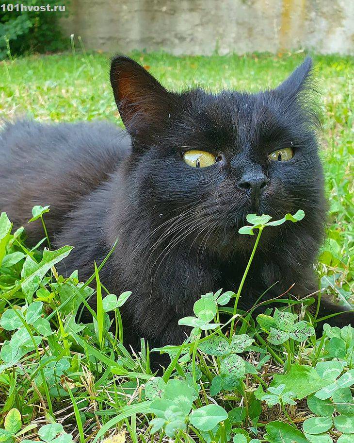 Йоркская шоколадная кошка: описание, характер, советы по содержанию и уходу, фото