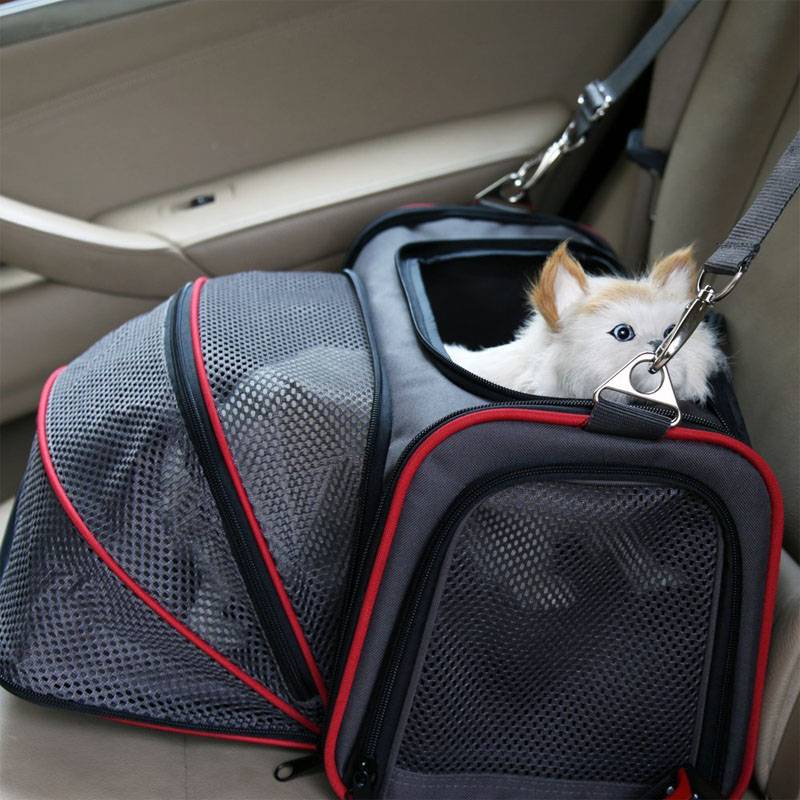 Перевозка кошек на транспорте: основные правила и требования