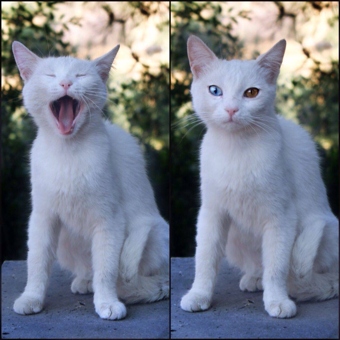 Турецкая ангора: описание внешнего вида и характера породы кошек, уход и содержание, кормление