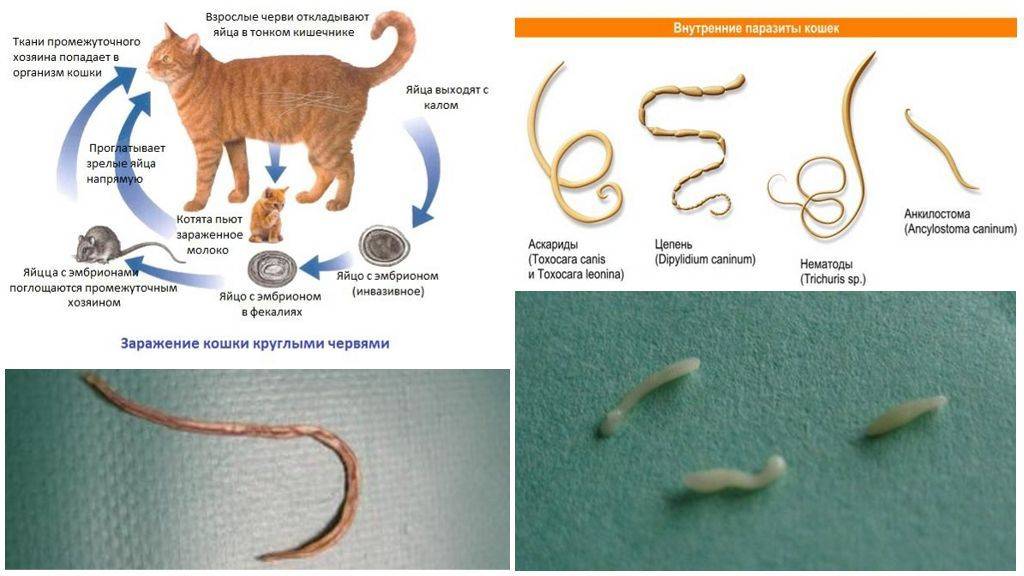 Можно ли заразиться глистами от кошки человеку и как передаются гельминты?