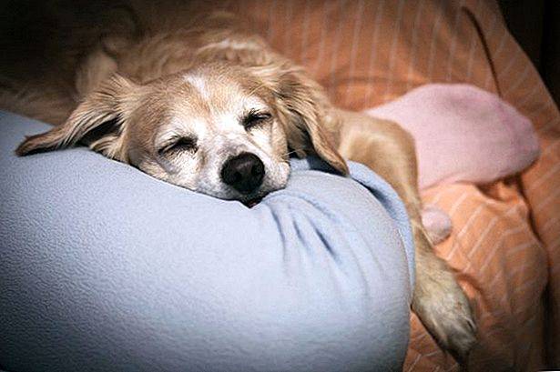 Парафимоз у собаки что делать - лечение фимоз и парафимоз у животных (собак и котов)