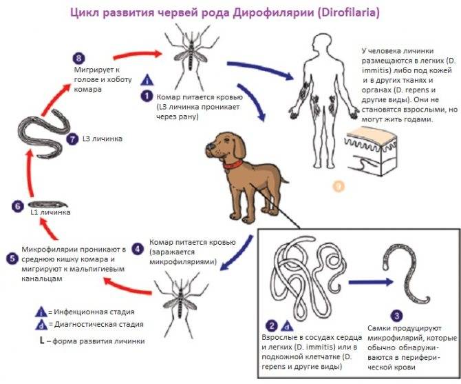 Какими паразитами можно заразиться от собаки | все о собаках