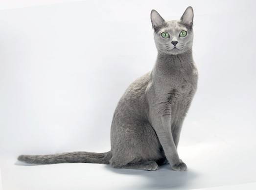 Короткошерстные породы кошек (75 фото): гладкошерстные породы котов с названиями. как вычесывать домашних котят разных пород?
