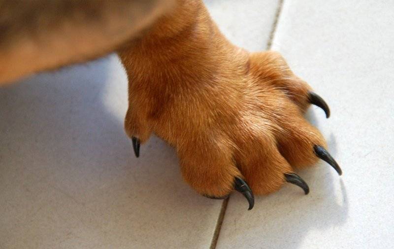 Прибылые пальцы у собак и щенков на задних лапах