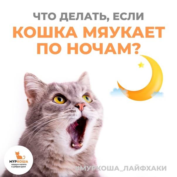 Кошка орёт без причины по ночам: что делать, не даёт спать?