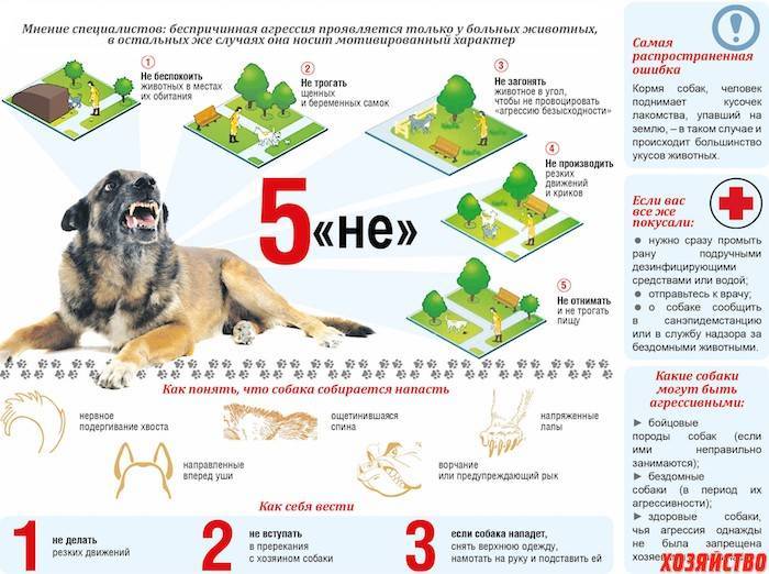 Что нужно сделать по закону когда укусила собака и что грозит ее хозяину