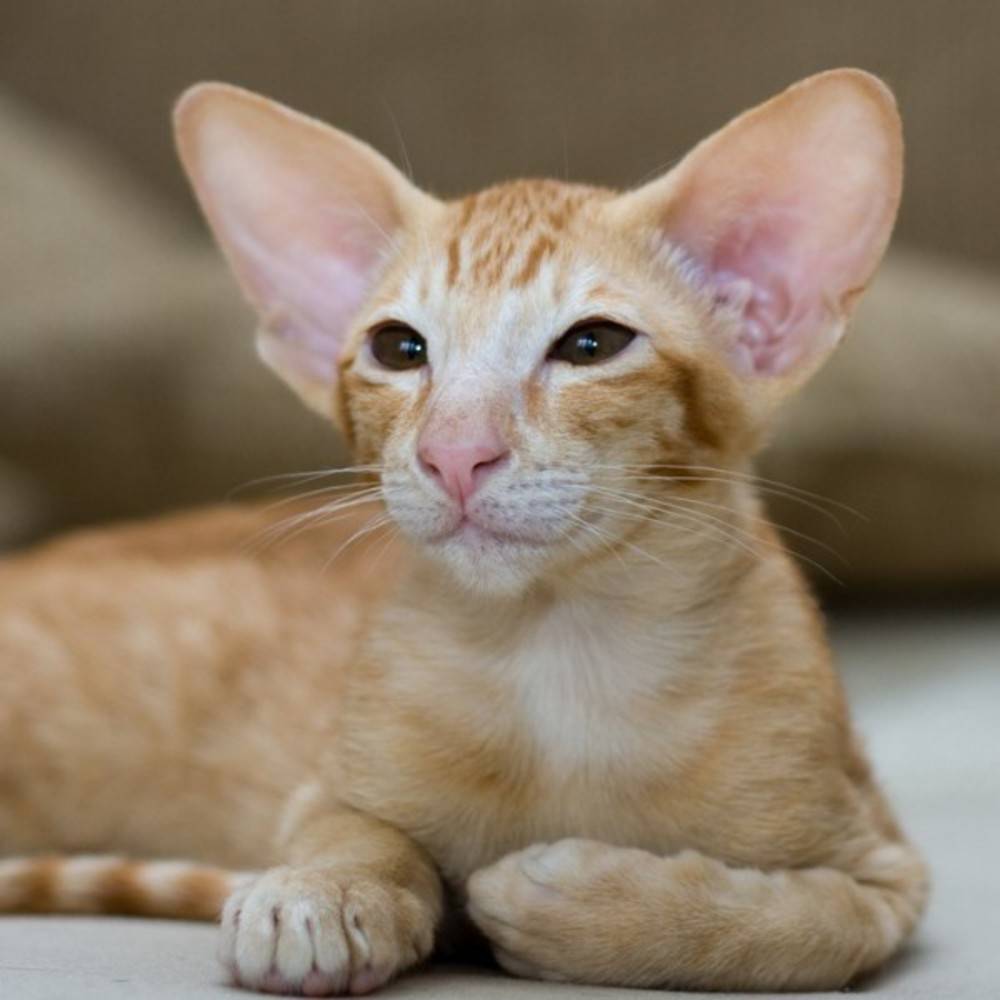 Кошки с большими ушами: обзор самых популярных пород