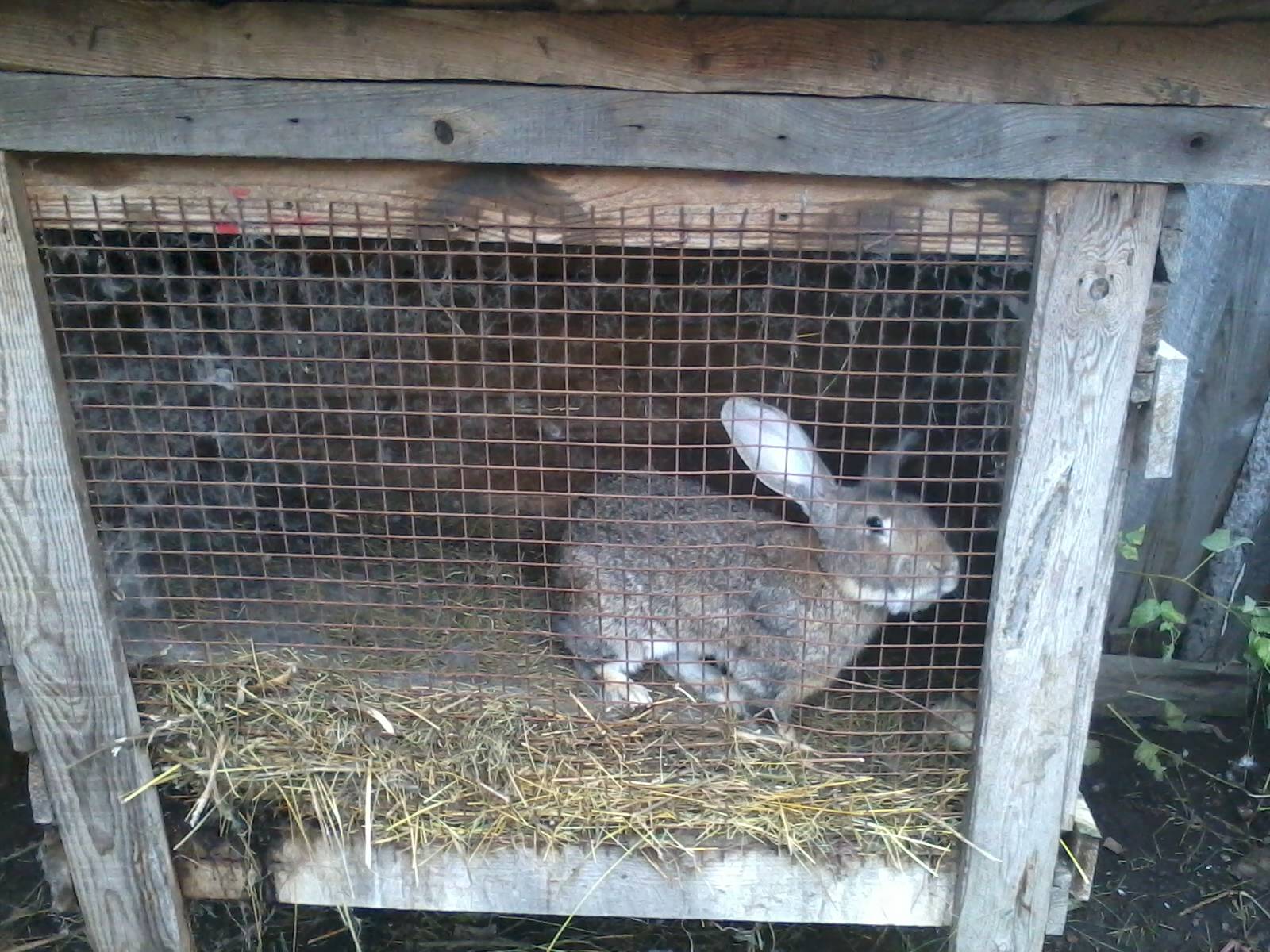 Выращивание кроликов на мясо в домашних условиях