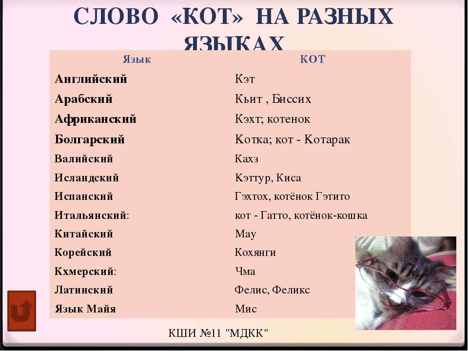 Примеры выбора русской клички для кота: список красивых и редких имен