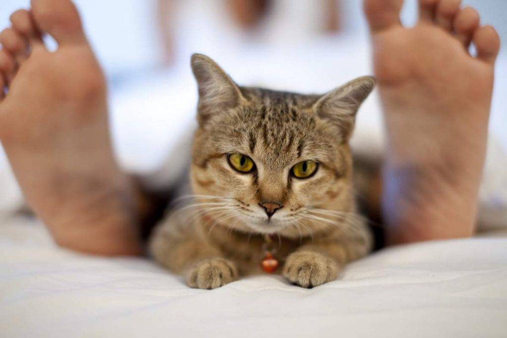 Почему кошки и коты спят в ногах у человека