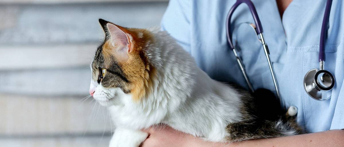 Чумка у котят - пути заражение, симптомы, особенности течения болезни, лечение