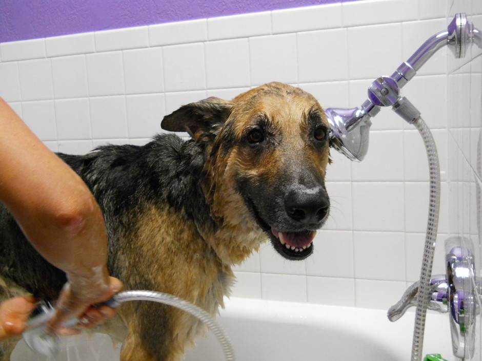 Как мыть собаку: как правильно купать в домашних условиях