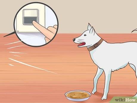 Как отучить собаку лаять дома: простые методы корректировки поведения