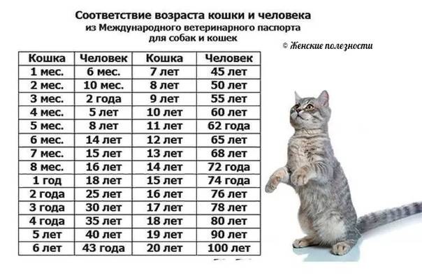 Как определить возраст кошки по человеческим меркам, год за семь