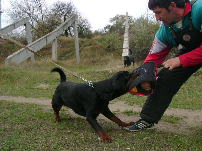 Учим собаку команде "место": пошаговая инструкция для питомцев с 4 месяцев до года
