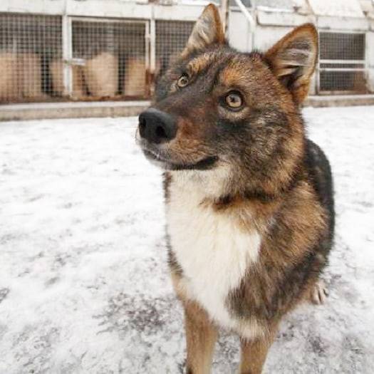 Собака сулимова: описание, характеристика, фото | все о собаках
