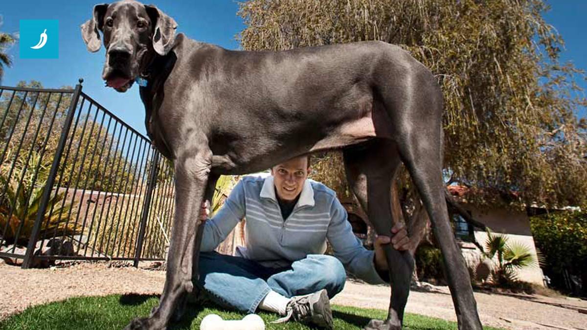 Рейтинг самых больших пород собак в мире