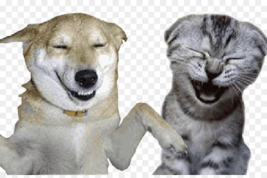 Умеет ли смеяться ваша собака? | для новичков | povodok.by - журнал о собаках