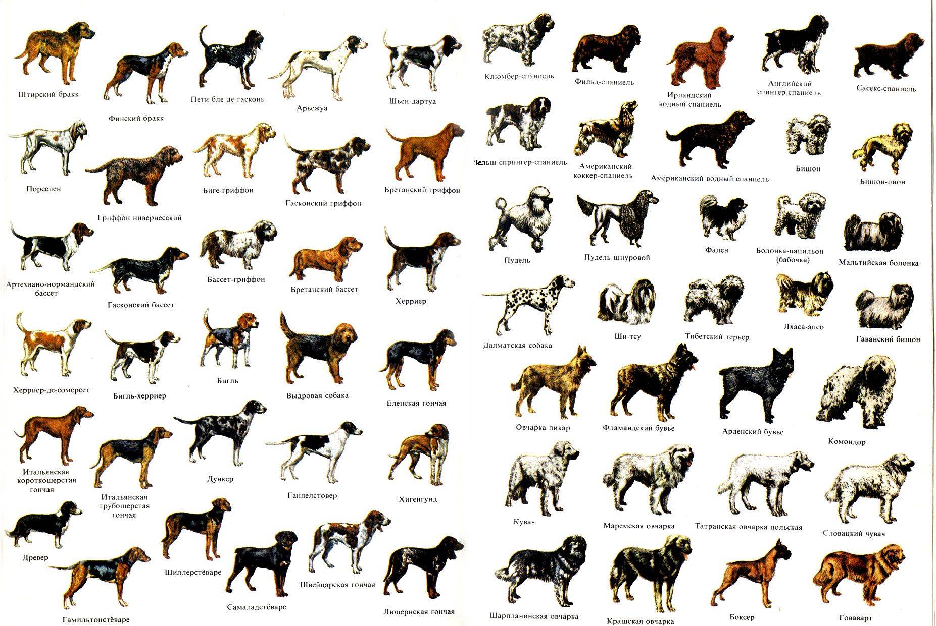 Русские породы собак — обзор с фотографиями и названиями