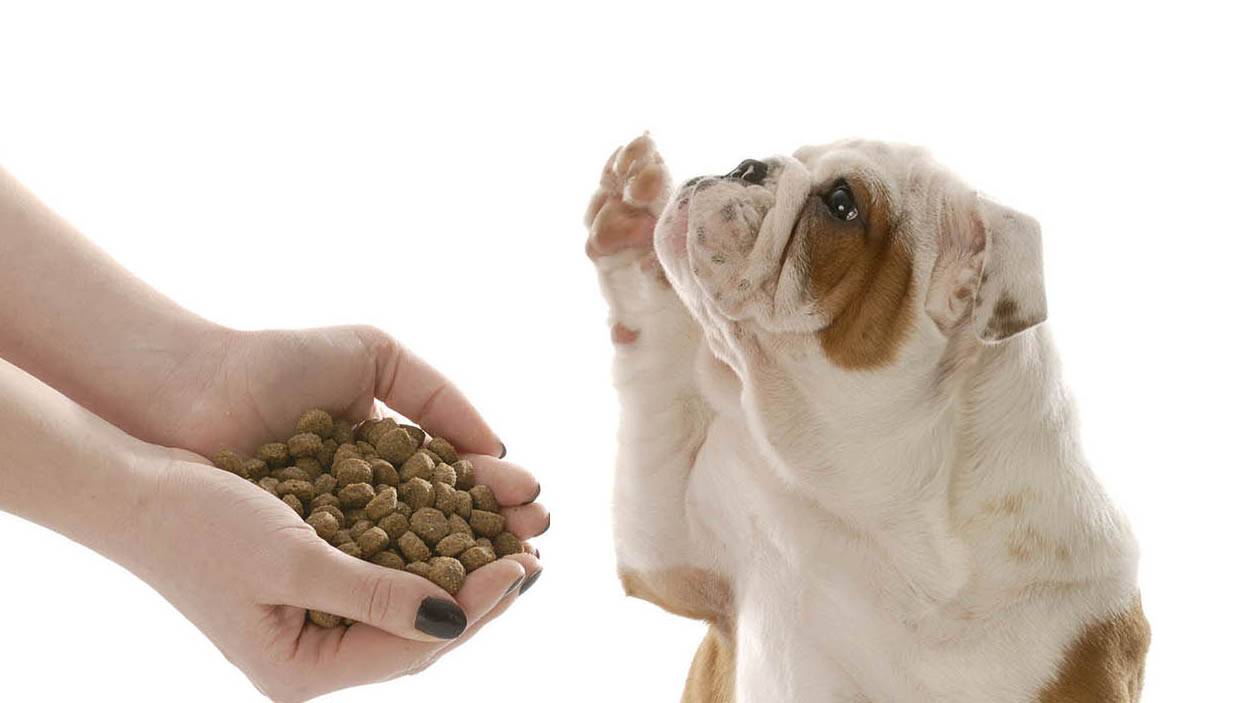 Собака не ест сухой корм: что делать, если раньше ела