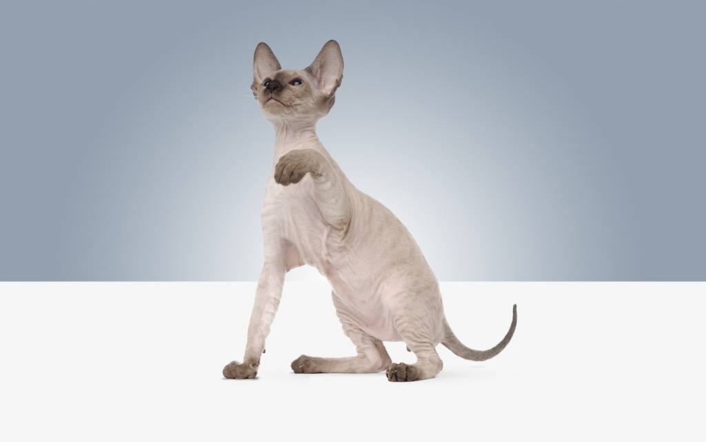 Самые умные породы кошек: топ-10 список с фото самых умных кошек